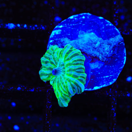 TSA Disco Mushroom Coral