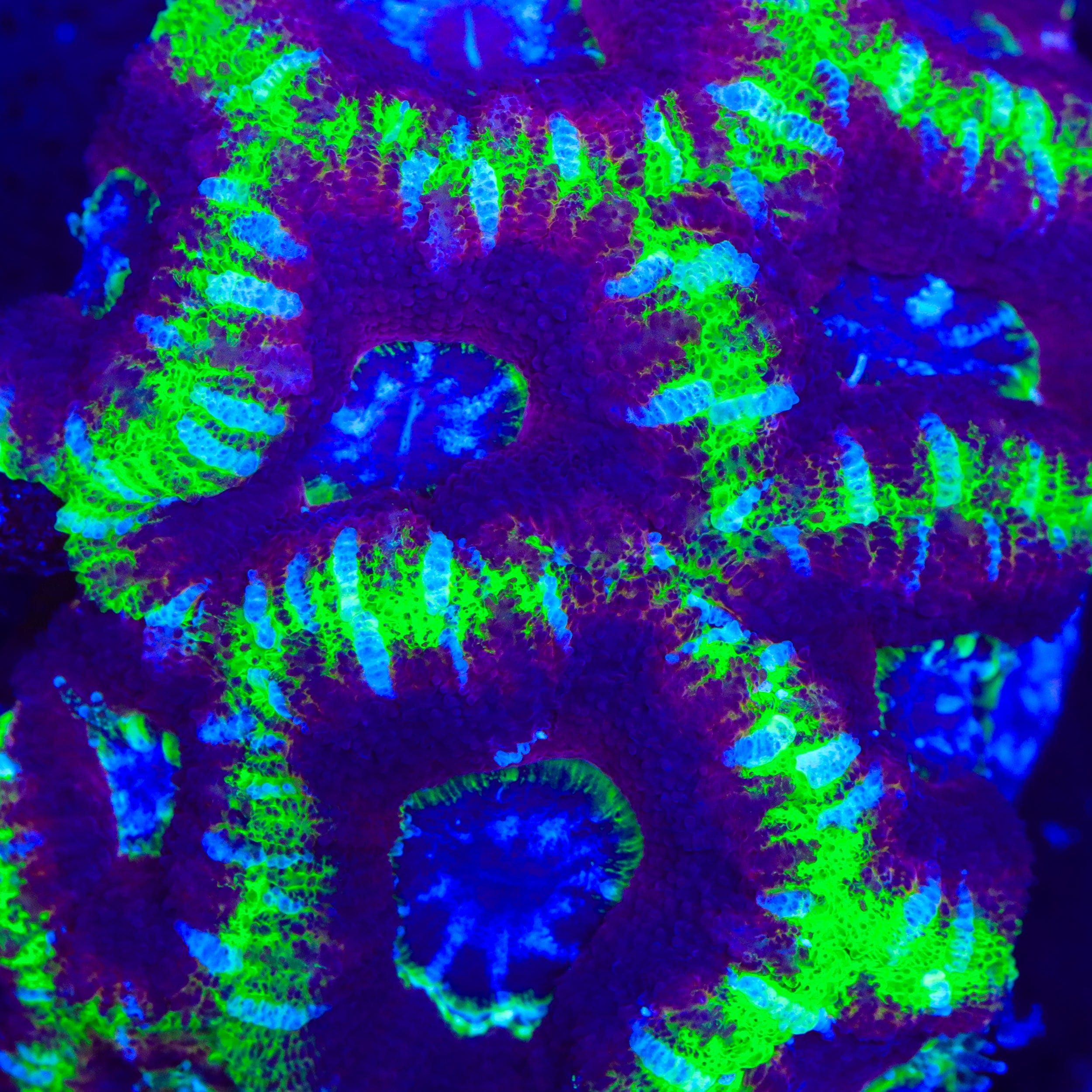 TSA Doom Acan Coral