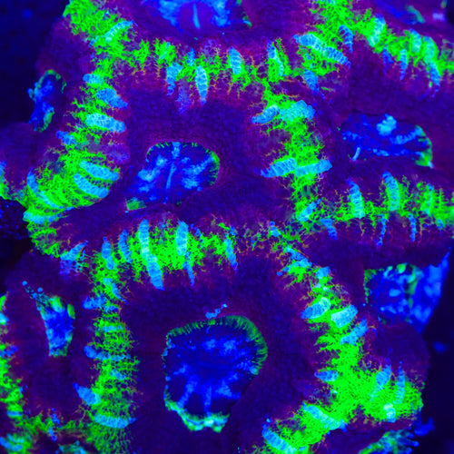 TSA Doom Acan Coral