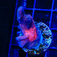 TSA Doomsday Pectinia Coral