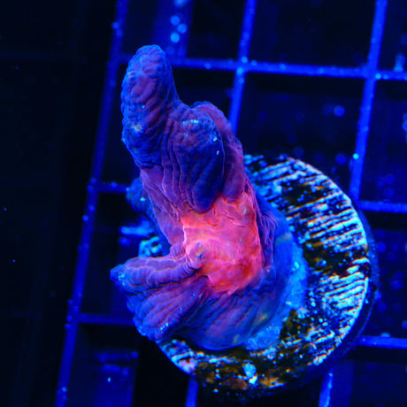 TSA Doomsday Pectinia Coral