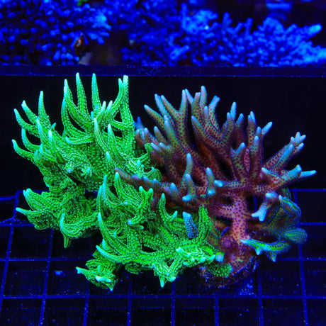 TSA Double Trouble Birdsnest Colony Coral