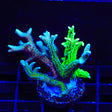 TSA Double Trouble Birdsnest XL Frag Coral