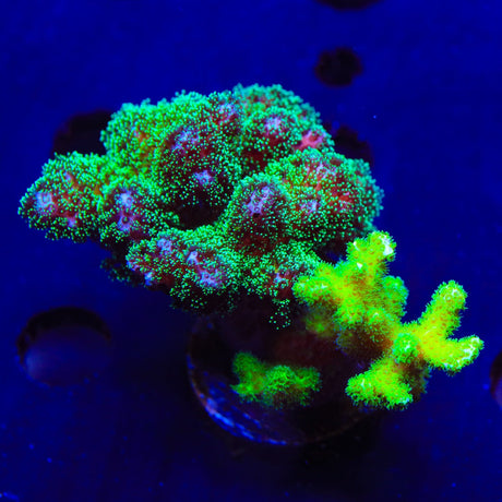 TSA Double Trouble Pocillopora Colony Coral