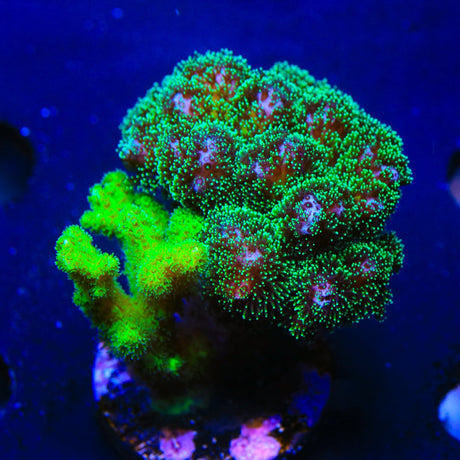 TSA Double Trouble Pocillopora Colony Coral