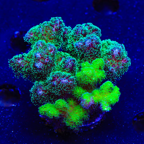 TSA Double Trouble Pocillopora XL Frag Coral