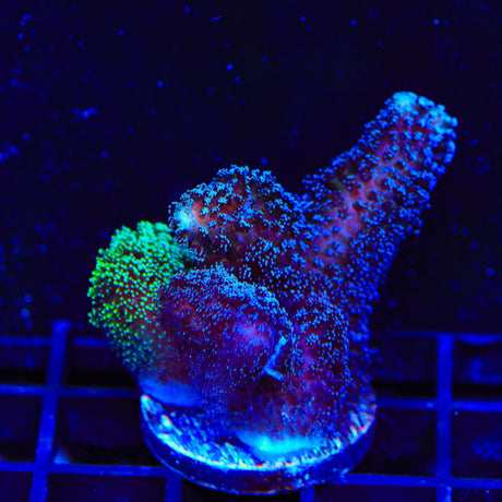 TSA Double Trouble Stylophora Coral