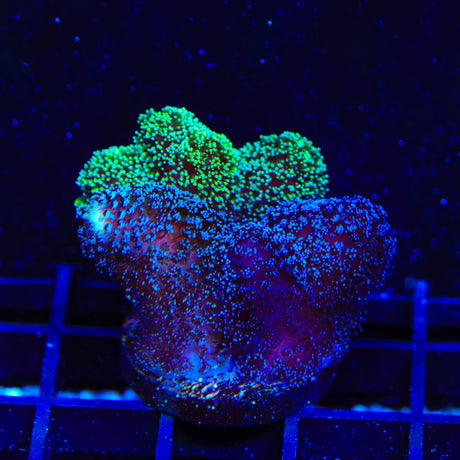 TSA Double Trouble Stylophora Coral