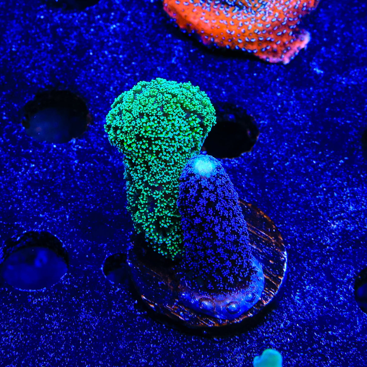 TSA Double Trouble Stylophora Coral