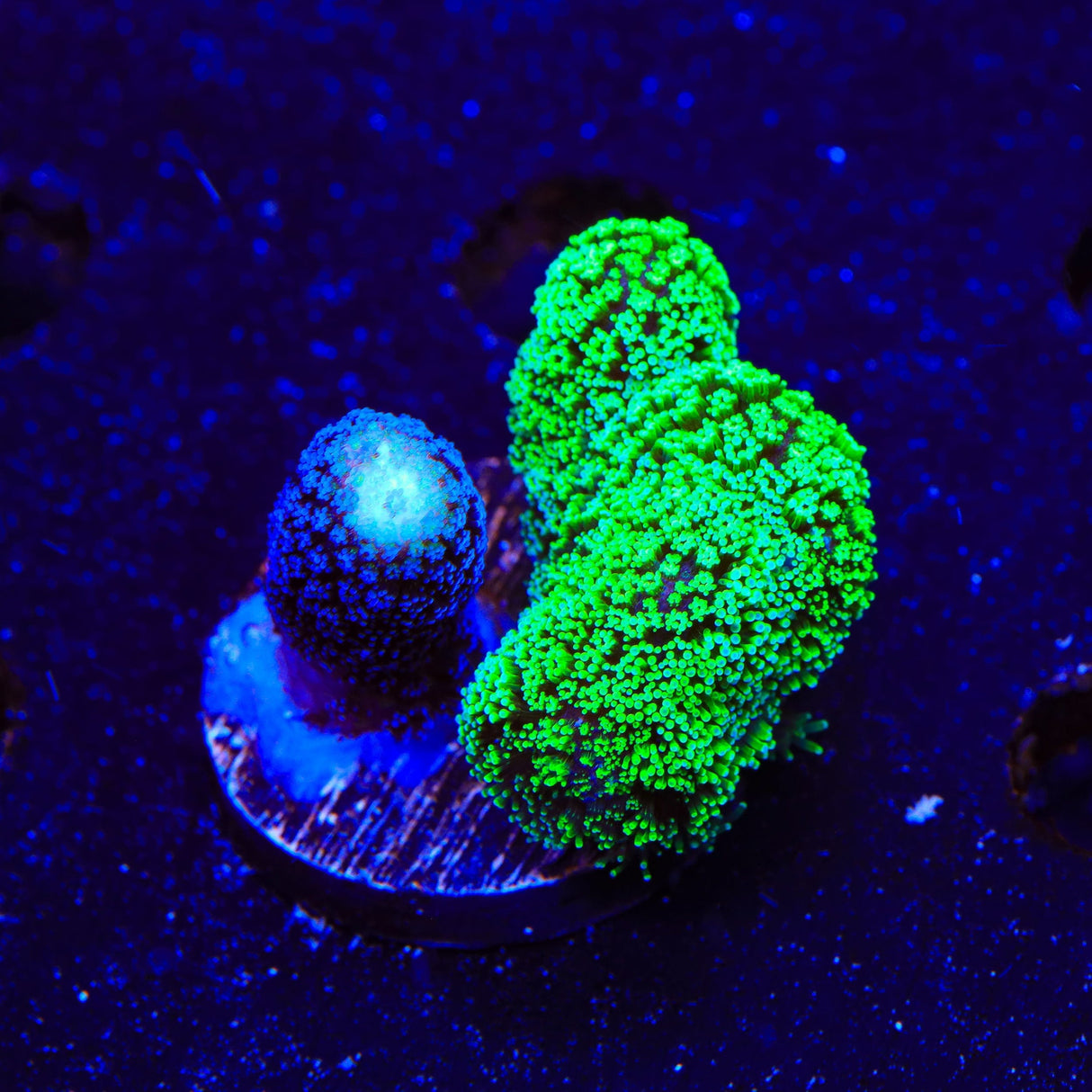 TSA Double Trouble Stylophora Coral