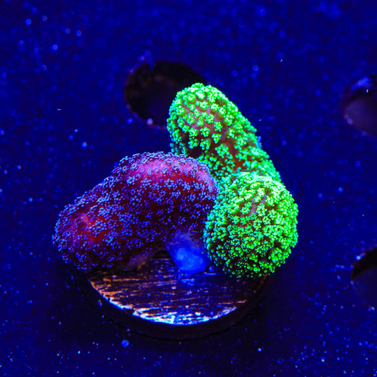 TSA Double Trouble Stylophora Coral