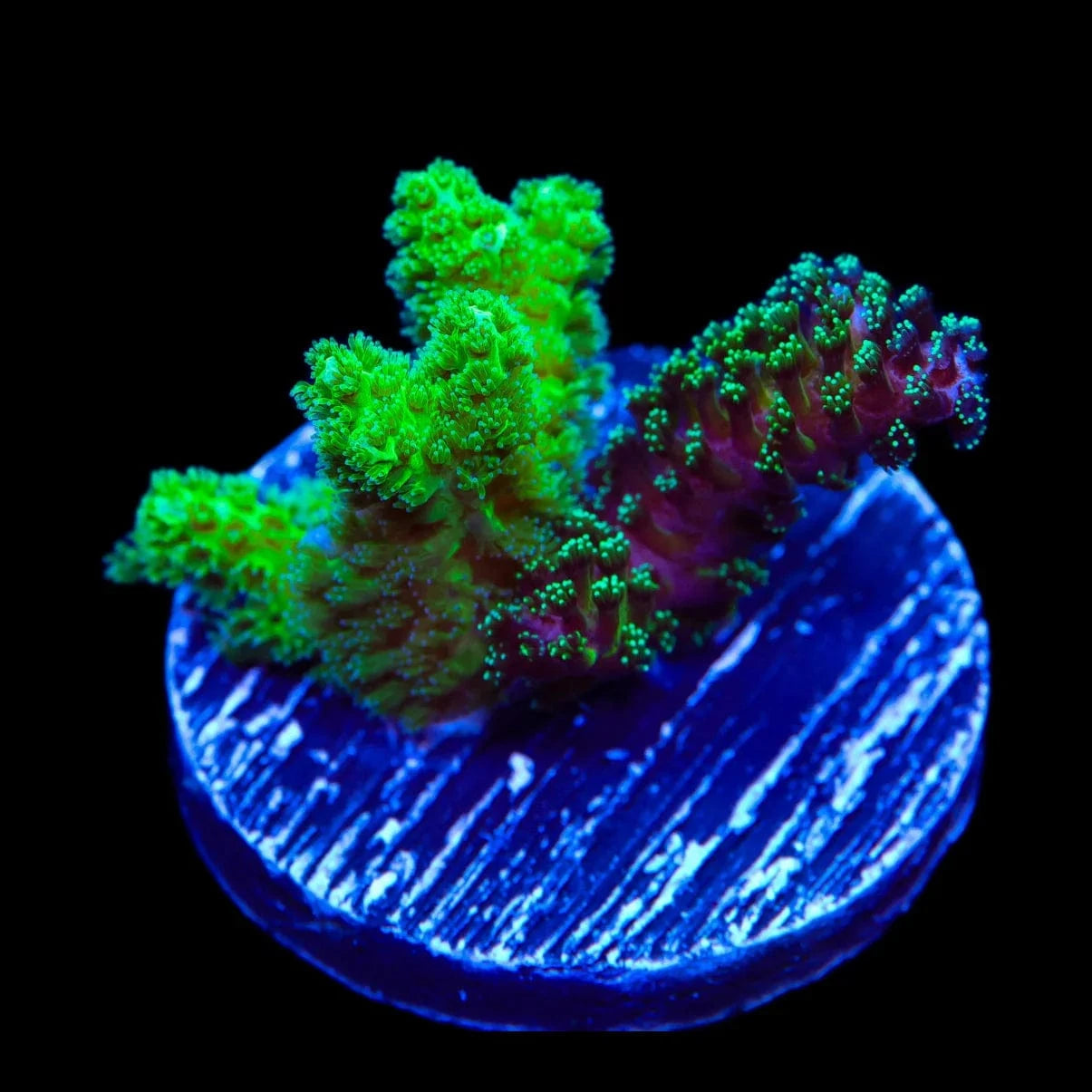 TSA Double Trouble Stylophora Coral