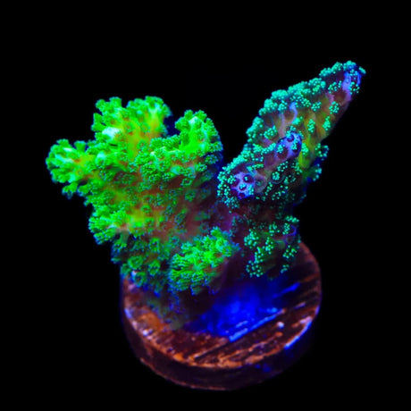 TSA Double Trouble Stylophora Coral