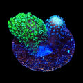 TSA Double Trouble Stylophora Coral