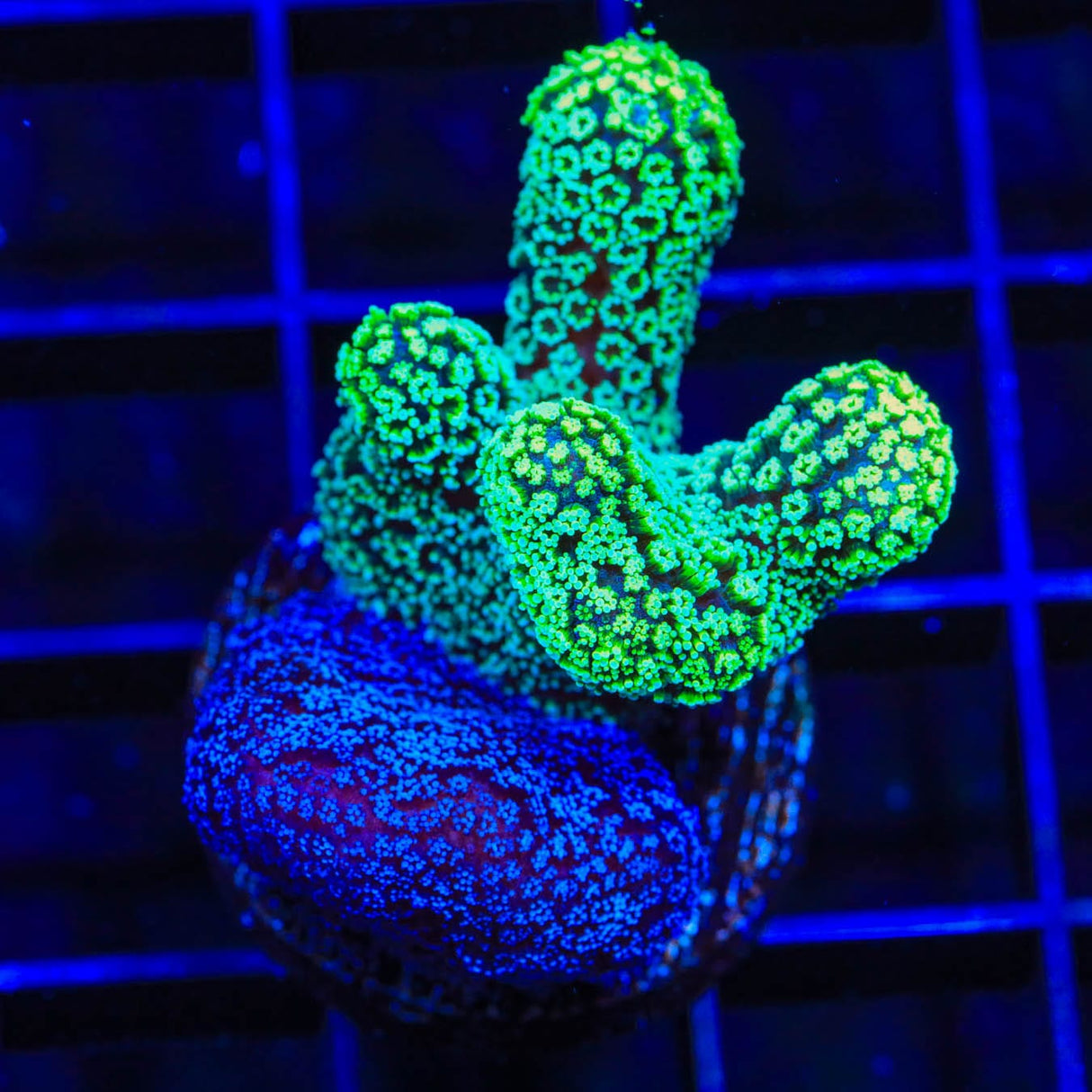 TSA Double Trouble Stylophora Coral