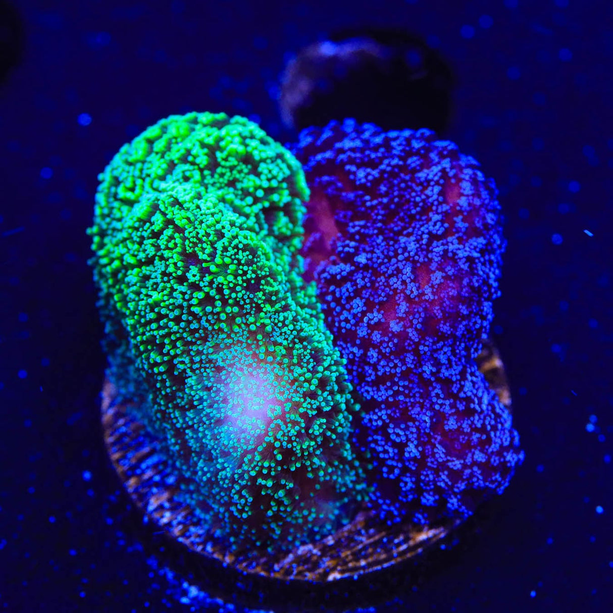 TSA Double Trouble Stylophora Coral