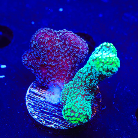 TSA Double Trouble Stylophora Coral