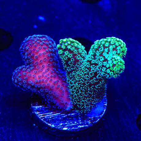 TSA Double Trouble Stylophora Coral