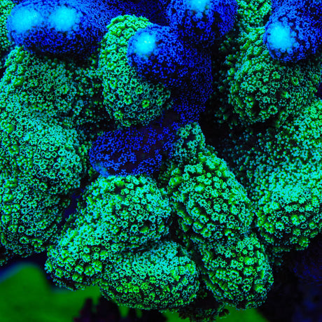 TSA Double Trouble Stylophora Coral