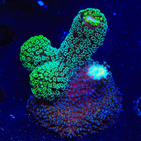 TSA Double Trouble Stylophora Coral