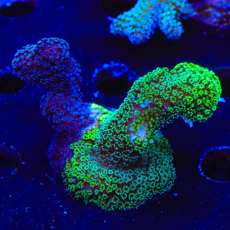 TSA Double Trouble Stylophora Coral
