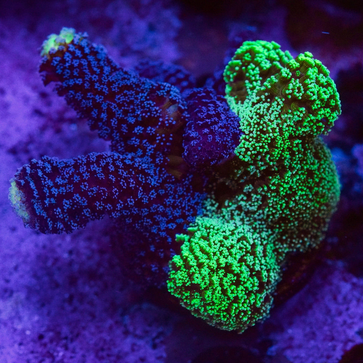 TSA Double Trouble Stylophora Coral