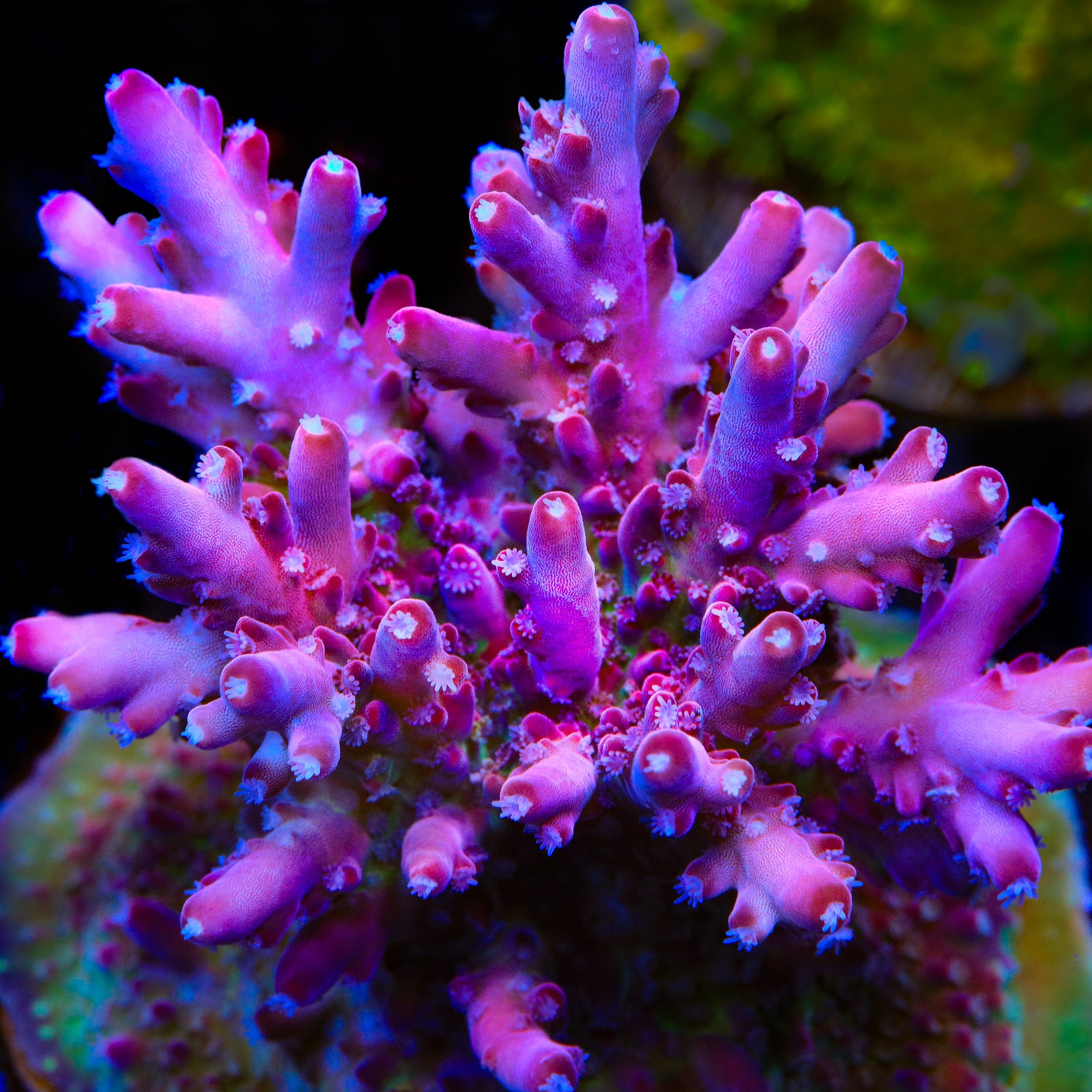 TSA Dr Mundo Acropora Coral