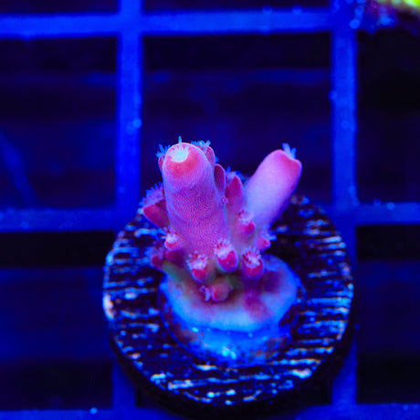TSA Dr Mundo Acropora Coral