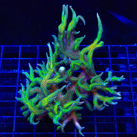 TSA Dragon Claw Birdsnest Colony Coral