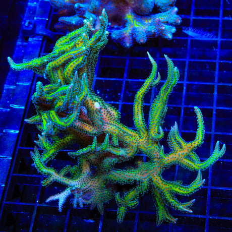 TSA Dragon Claw Birdsnest Colony Coral