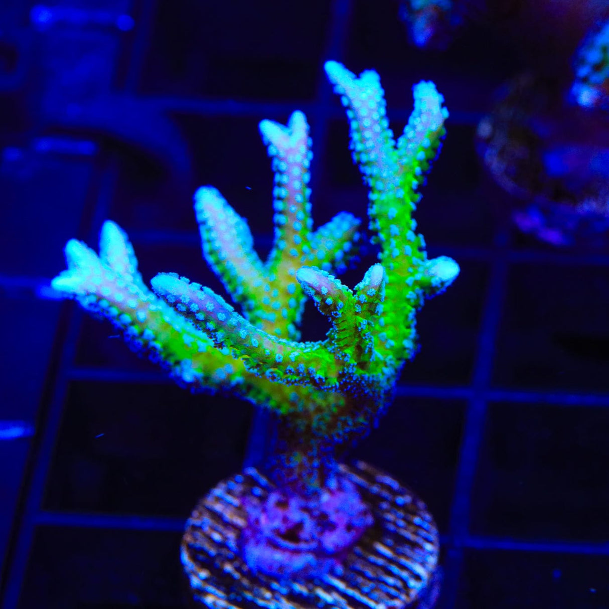 TSA Dragon Claw Birdsnest Coral
