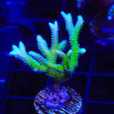 TSA Dragon Claw Birdsnest Coral