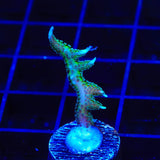 TSA Dragon Claw Birdsnest Coral