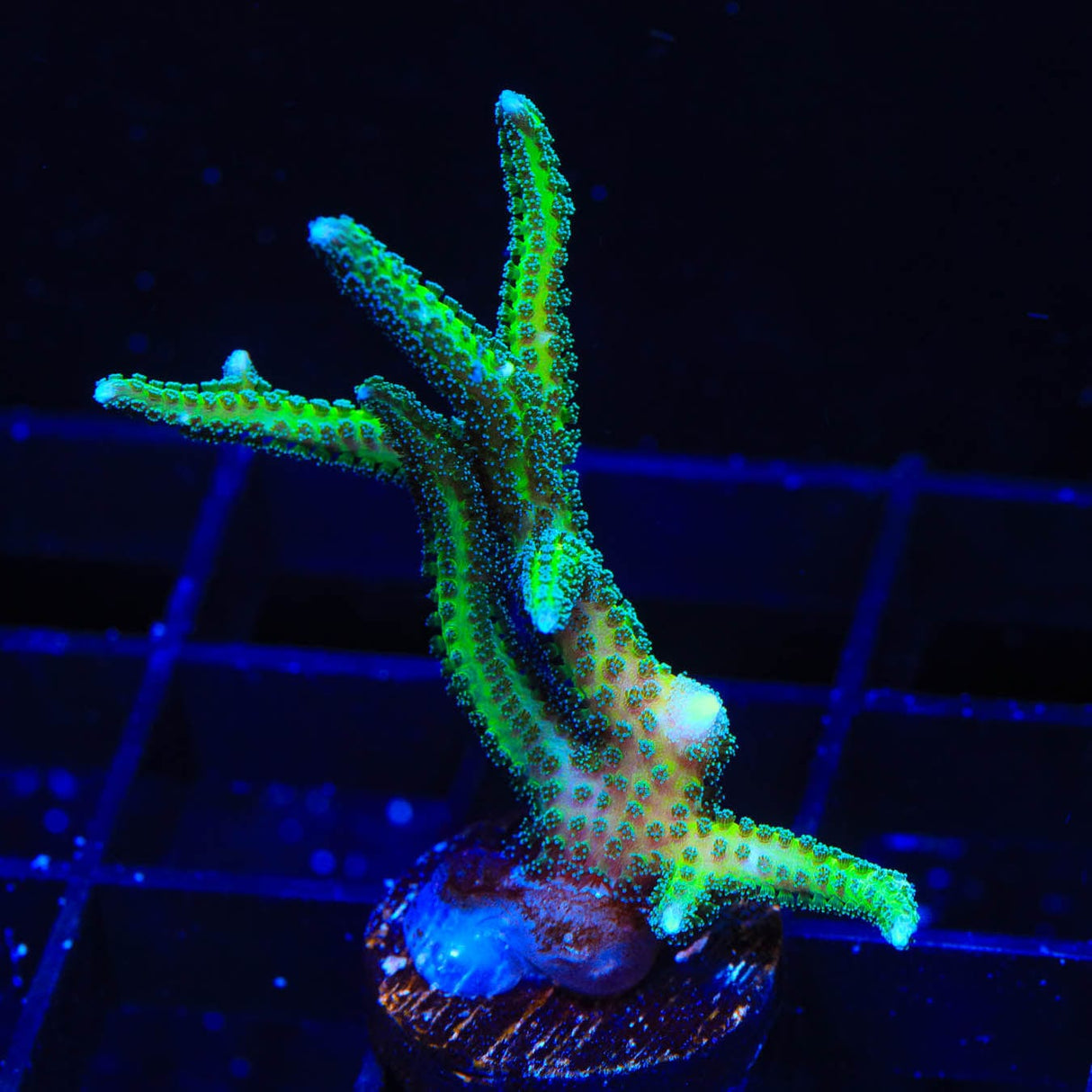 TSA Dragon Claw Birdsnest Coral