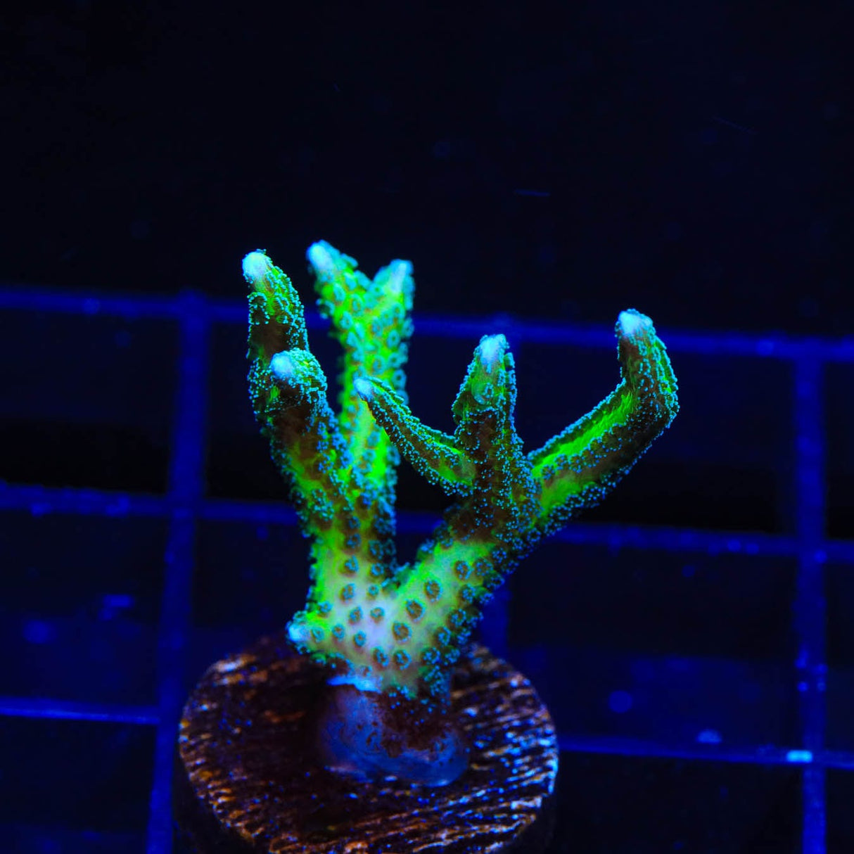 TSA Dragon Claw Birdsnest Coral