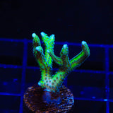 TSA Dragon Claw Birdsnest Coral