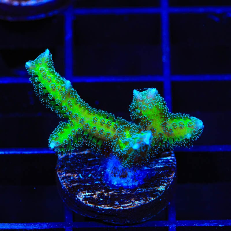 TSA Dragon Claw Birdsnest Coral