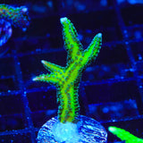 TSA Dragon Claw Birdsnest Coral