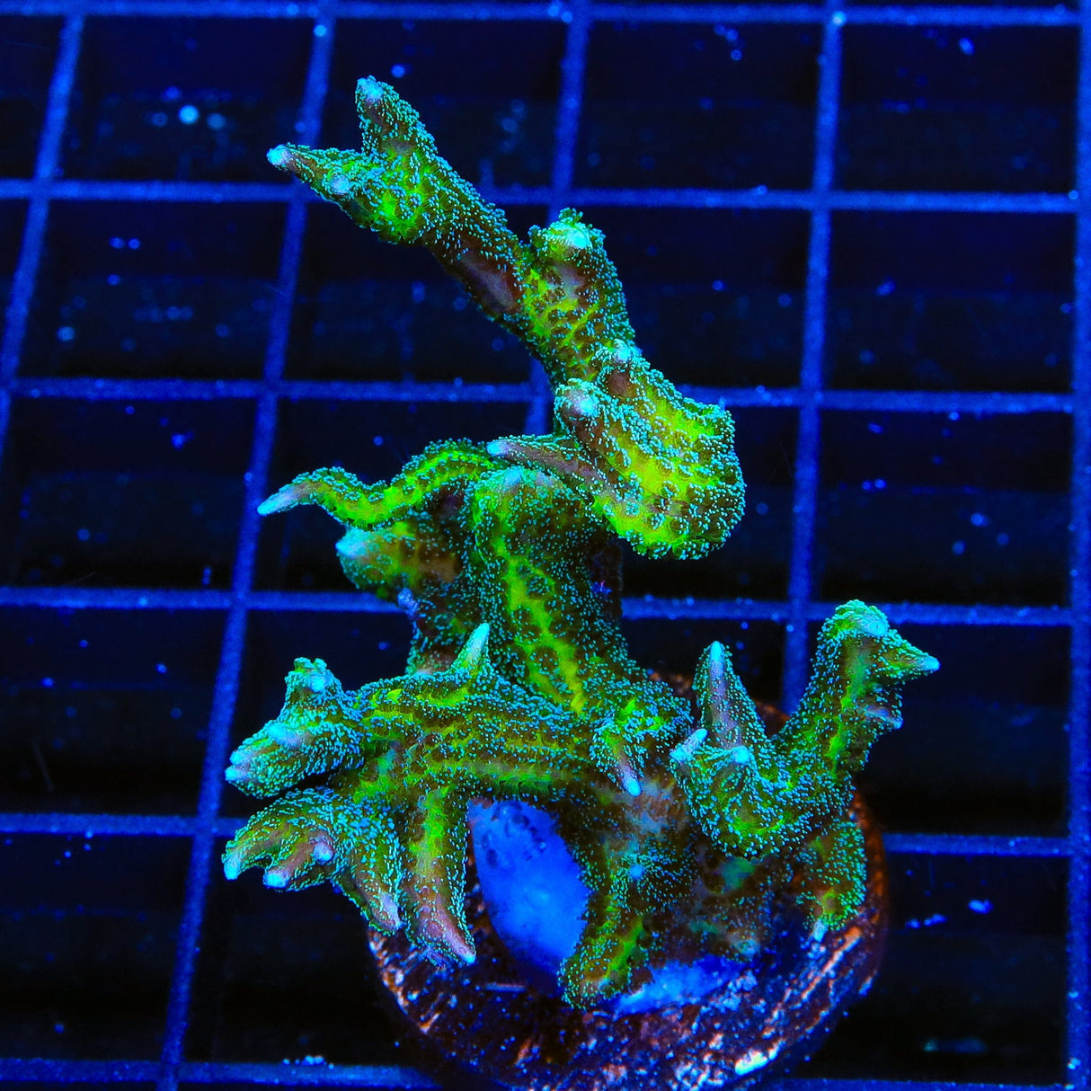 TSA Dragon Claw Birdsnest XL Frag Coral