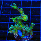 TSA Dragon Claw Birdsnest XL Frag Coral