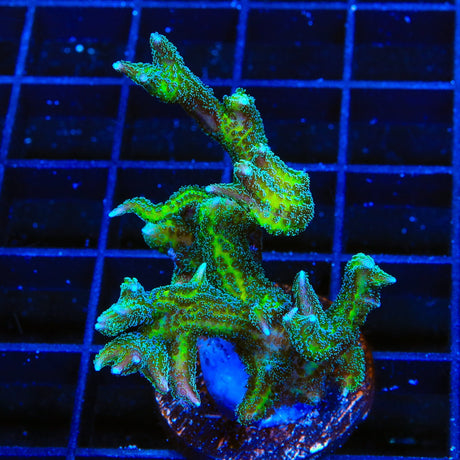 TSA Dragon Claw Birdsnest XL Frag Coral