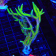 TSA Dragon Claw Birdsnest XL Frag Coral
