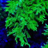 TSA Dragon Claw Birdsnest XL Frag Coral