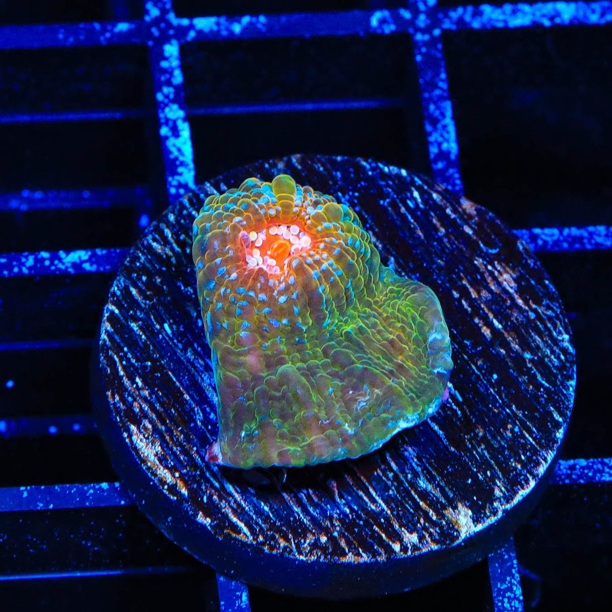 TSA Dragon Scale Chalice Coral