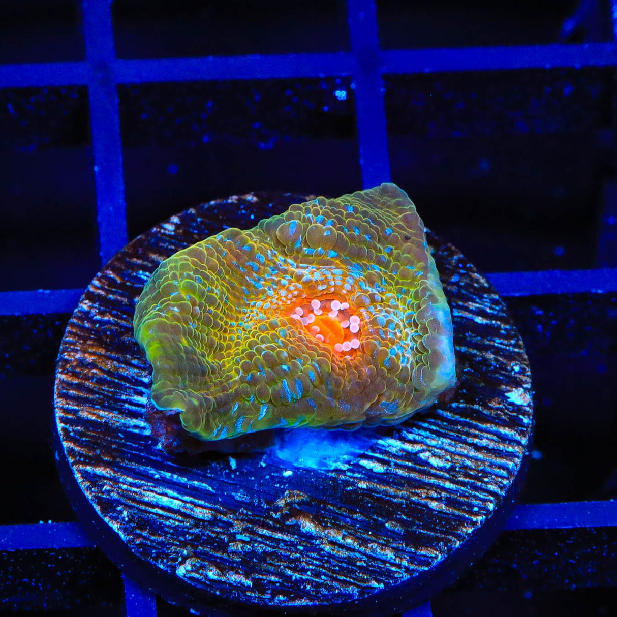 TSA Dragon Scale Chalice Coral
