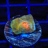 TSA Dragon Scale Chalice Coral
