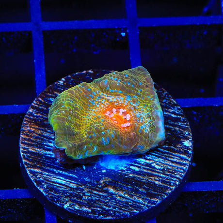 TSA Dragon Scale Chalice Coral