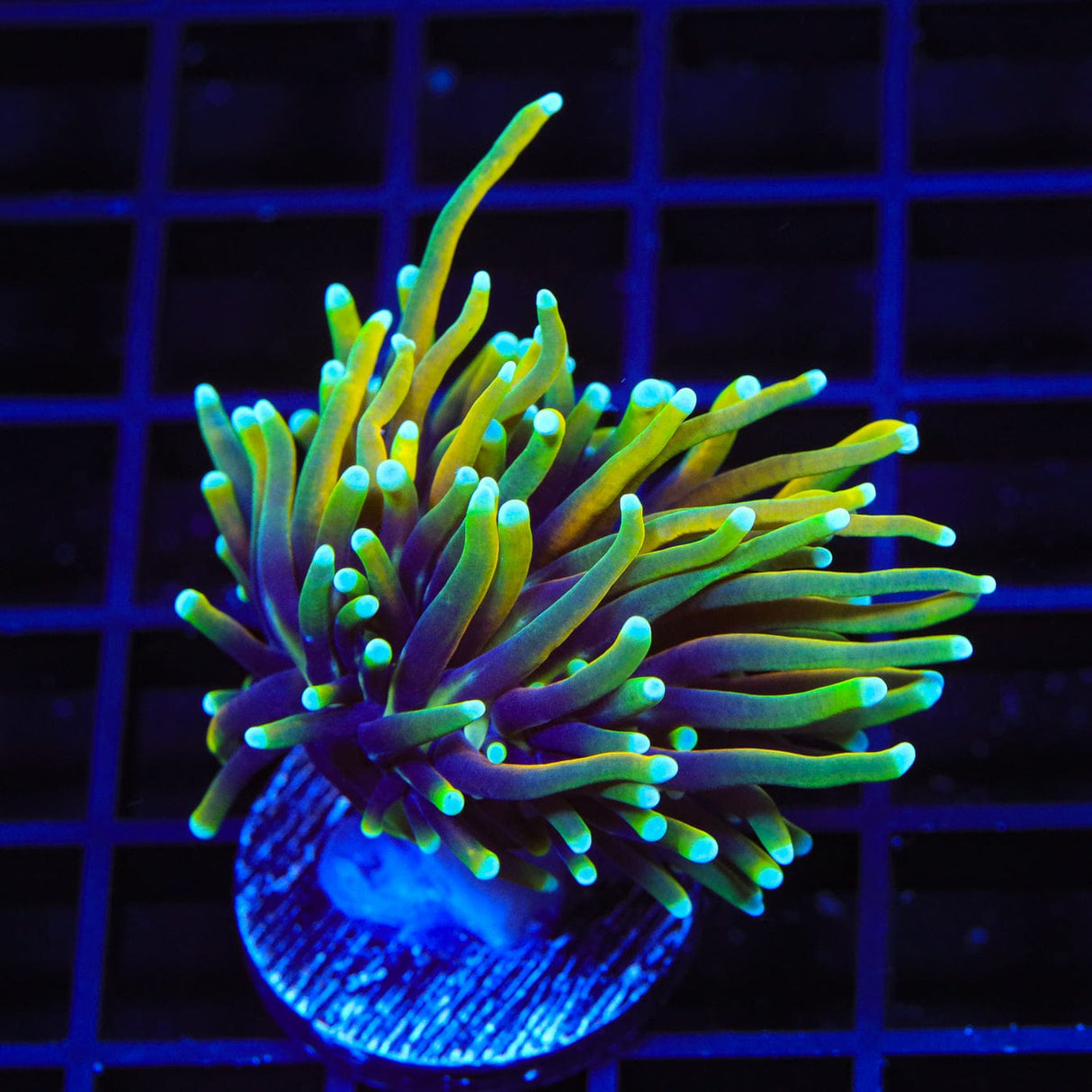 TSA Dragon Soul Torch Coral