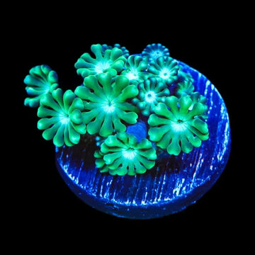 TSA Dreamers Delight Alveopora Coral