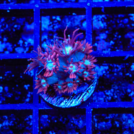 TSA Dreamers Delight Alveopora Coral